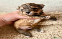 Chorkie dogs for sale: Chorkie (x2 Boys) - Image 12