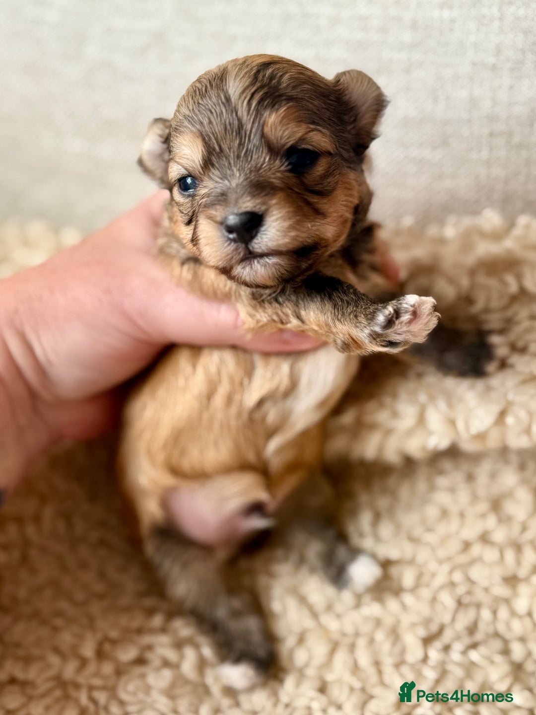 Chorkie dogs for sale: Chorkie (x2 Boys) - Image 12