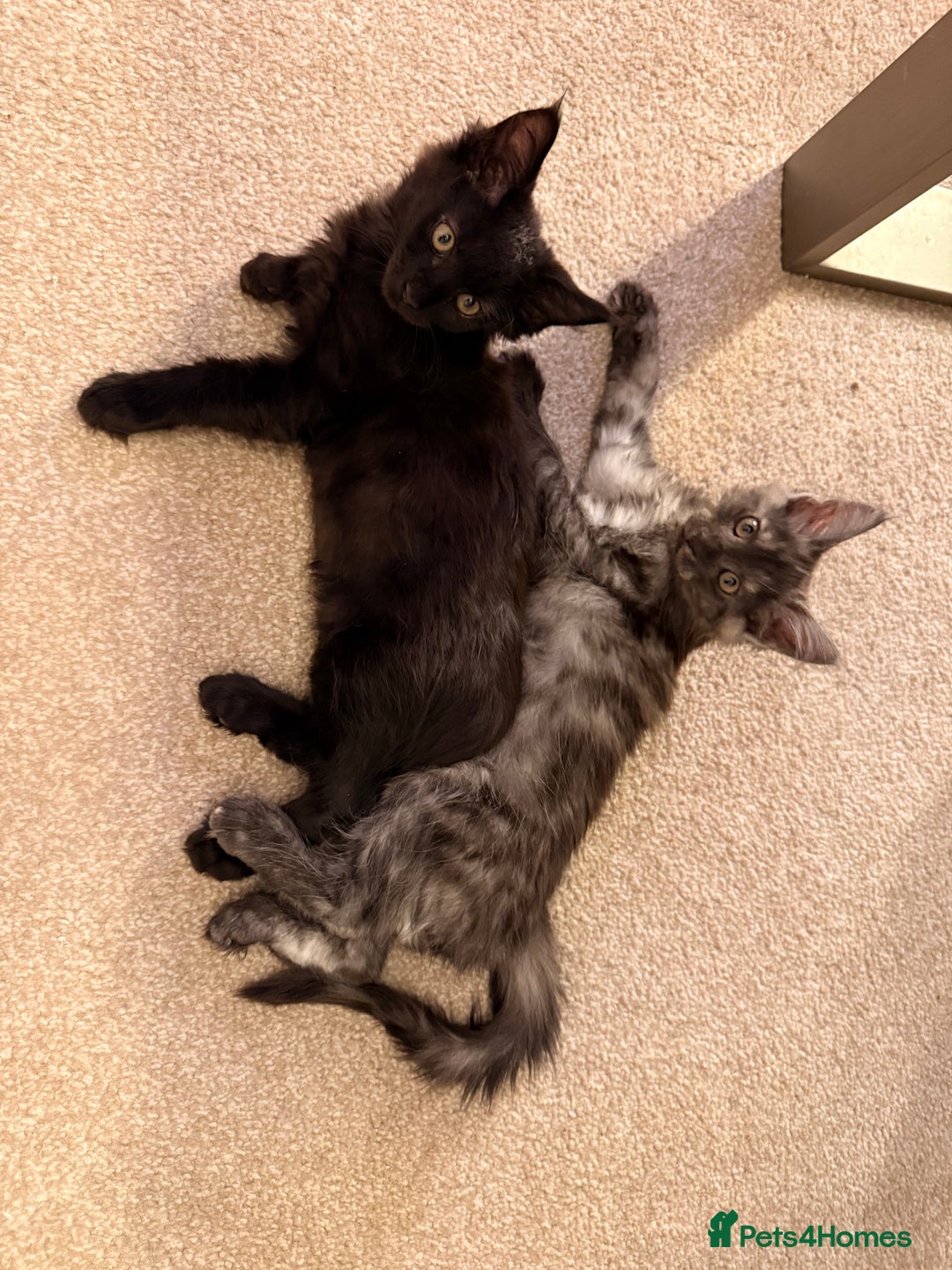 Maine Coon cats for sale: 6 remaining kittens - Advert 13