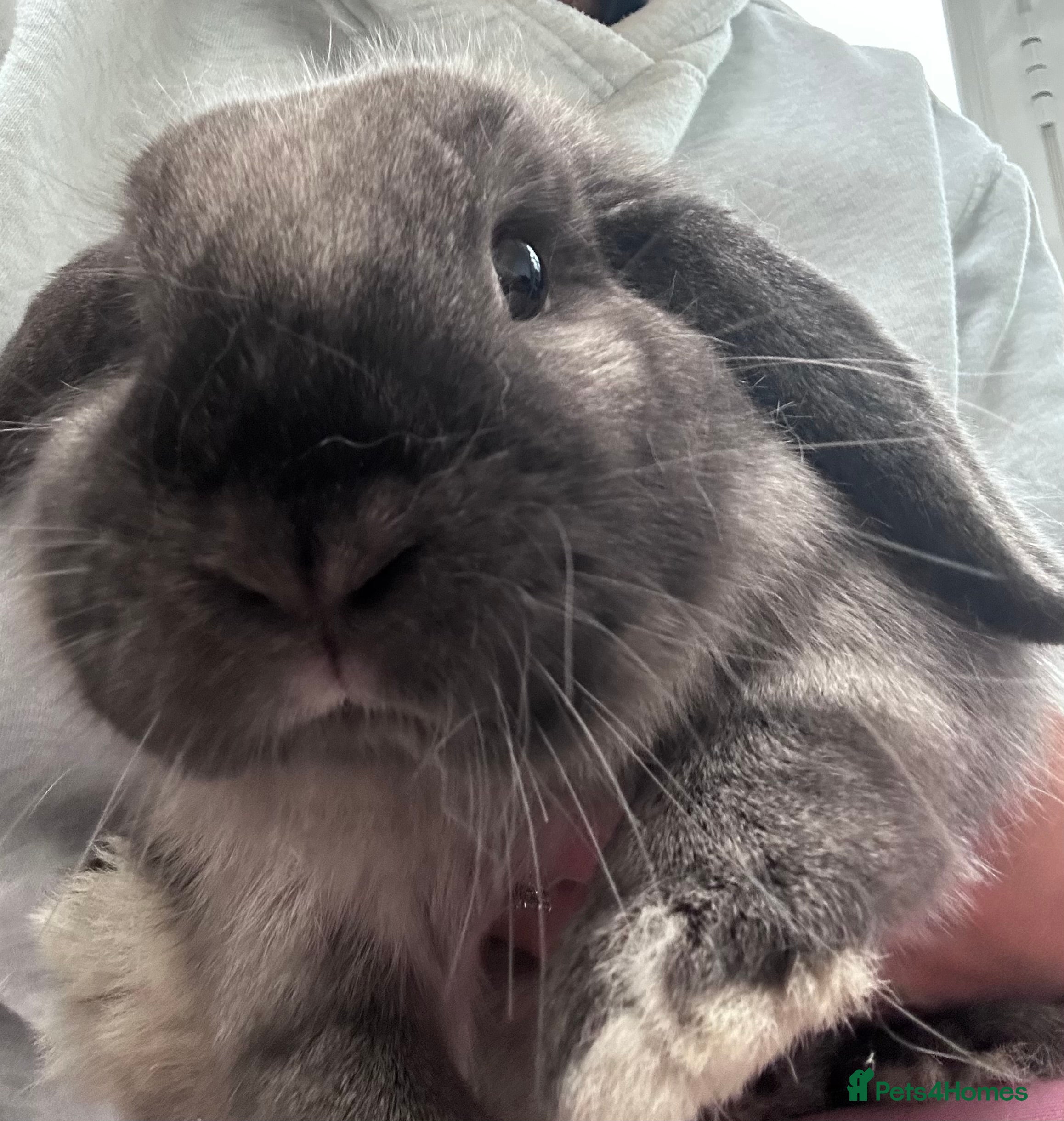Mini Lop rabbits 2 Female Mini Lop Bunnies looking for new home - Advert 2