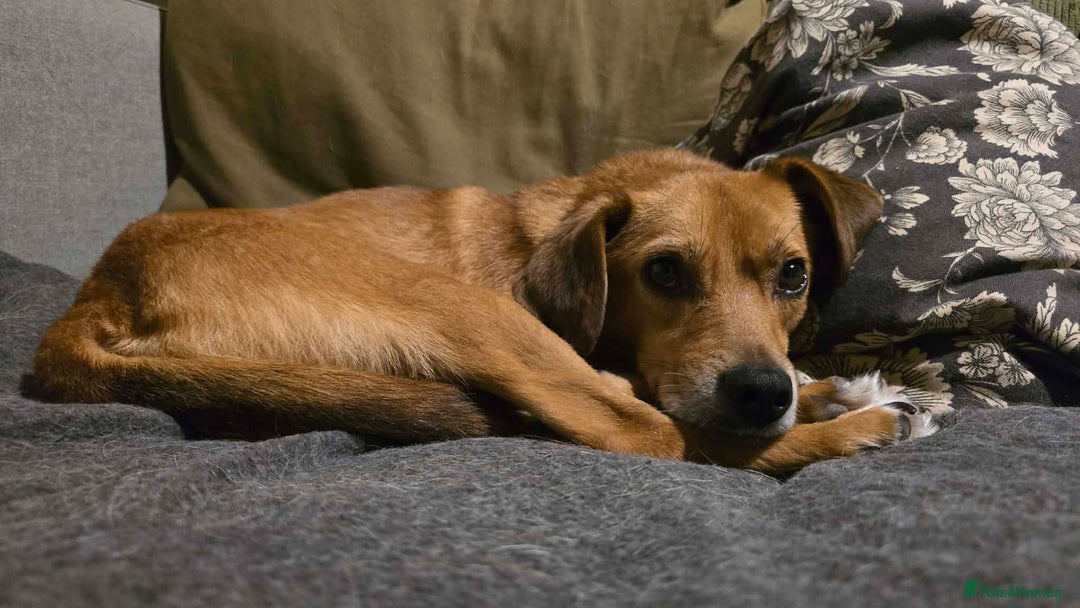 Mixed Breed dogs for adoption: Michael for adoption!  - Advert 9