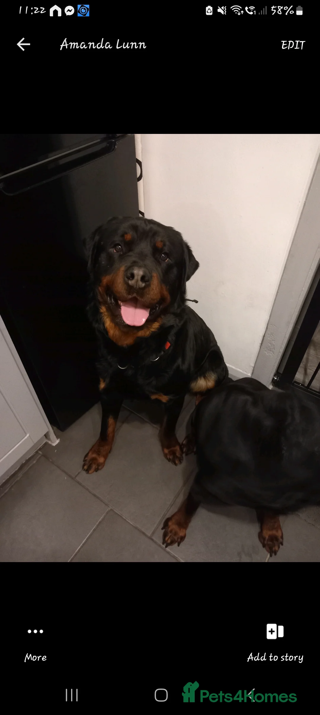 Rottweiler dogs for stud: proven rottweiler stud in Barnsley - Advert 1