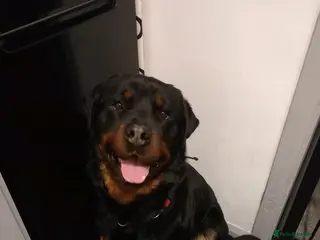 Rottweiler dogs proven rottweiler stud in Barnsley - Advert 10