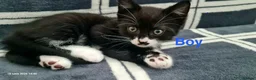Mixed Breed cats for sale: 6 Beautiful Kittens - Advert 10