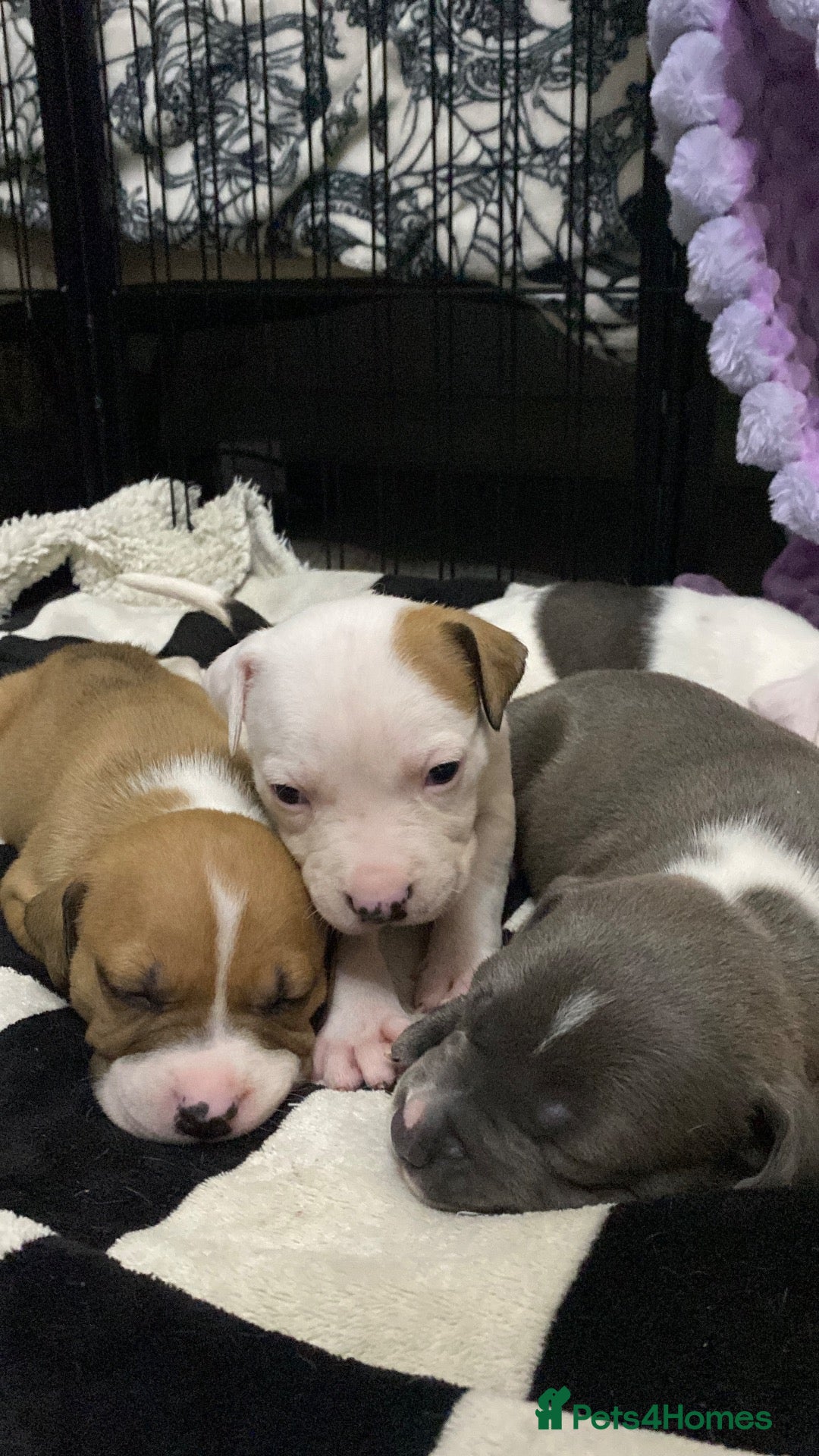 Mixed Breed dogs 9 beautiful staffy cane corso pups 😍 - Advert 5