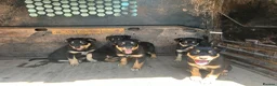 Australian Kelpie dogs for sale: Mixed Litter Kelpie Pups in Brecon - Advert 7