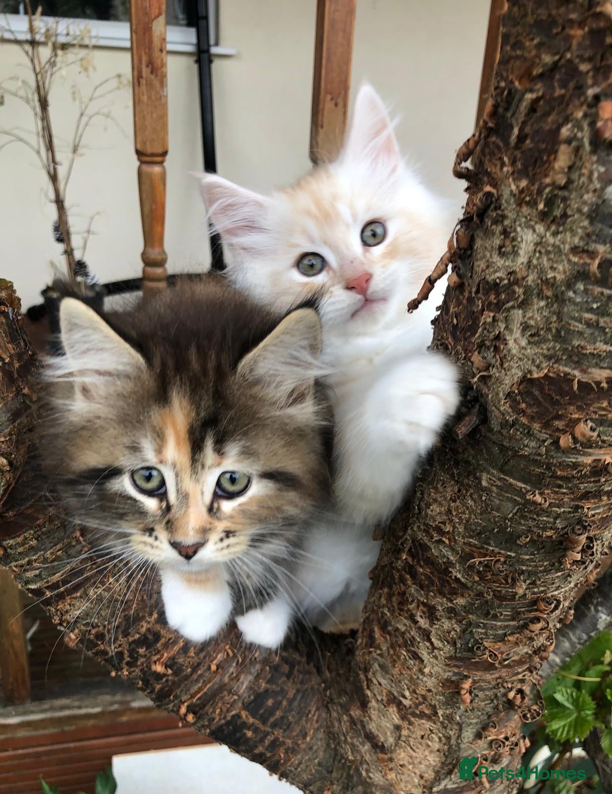 Maine Coon cats Beautiful Maine Coon Kittens — Ready Now - Advert 18