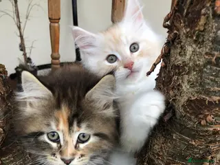 Maine Coon cats Beautiful Maine Coon Kittens — Ready Now - Advert 18