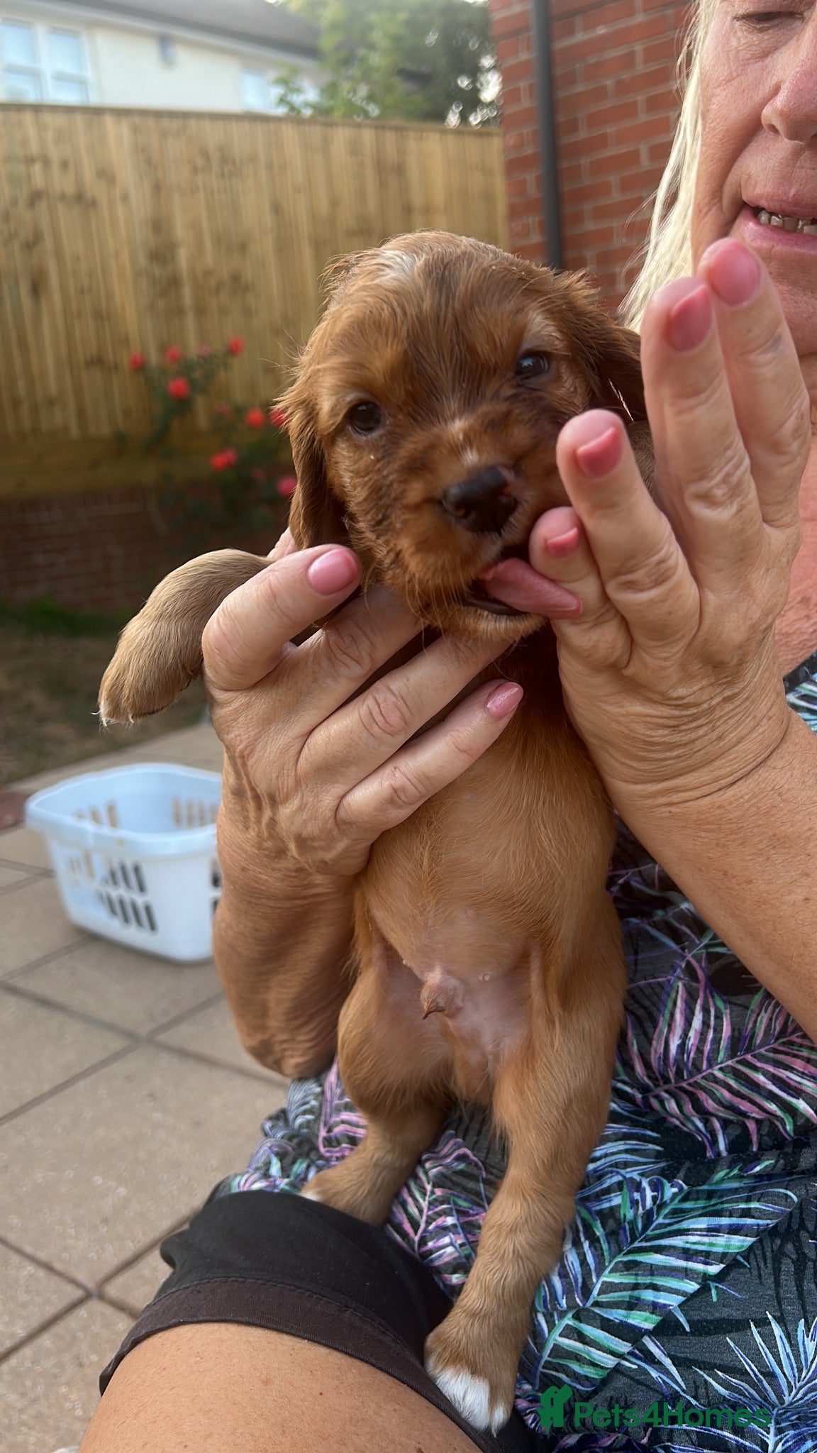 Cocker Spaniel dogs Red Working Cocker Spaniels - Advert 2