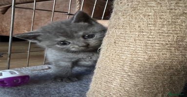 British Shorthair cats - Advert 12