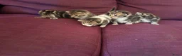Mixed Breed cats for sale: 12 kittens available - Advert 27