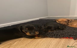Dachshund dogs for sale: Dachshund puppys - Image 3