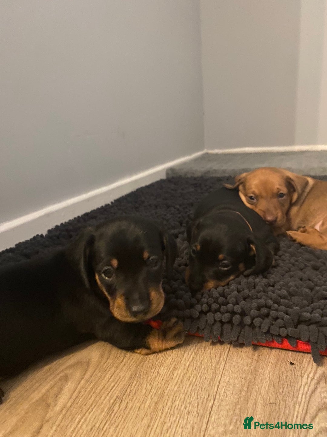 Dachshund dogs for sale: Dachshund puppys - Image 3