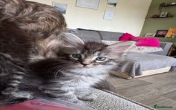 Maine Coon cats for sale: Xl Beautiful Mainecoon kittens for sale - Image 23