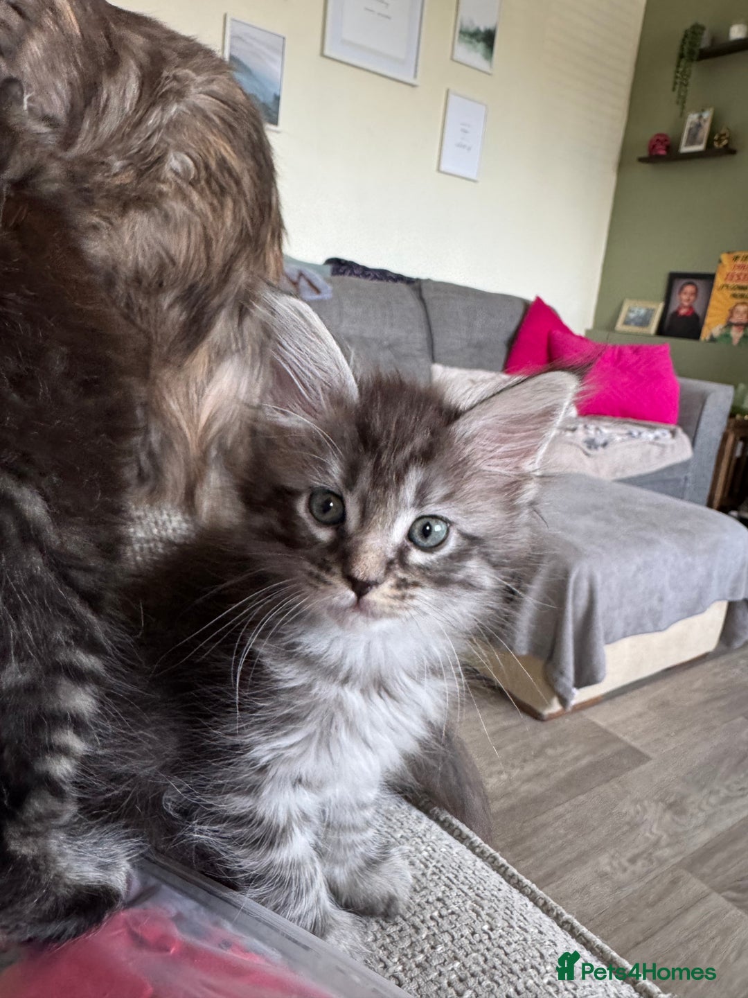 Maine Coon cats for sale: Xl Beautiful Mainecoon kittens for sale - Image 23