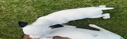 Jack Russell dogs for sale: Jack Russell terriers ready now 🏡 - Advert 16