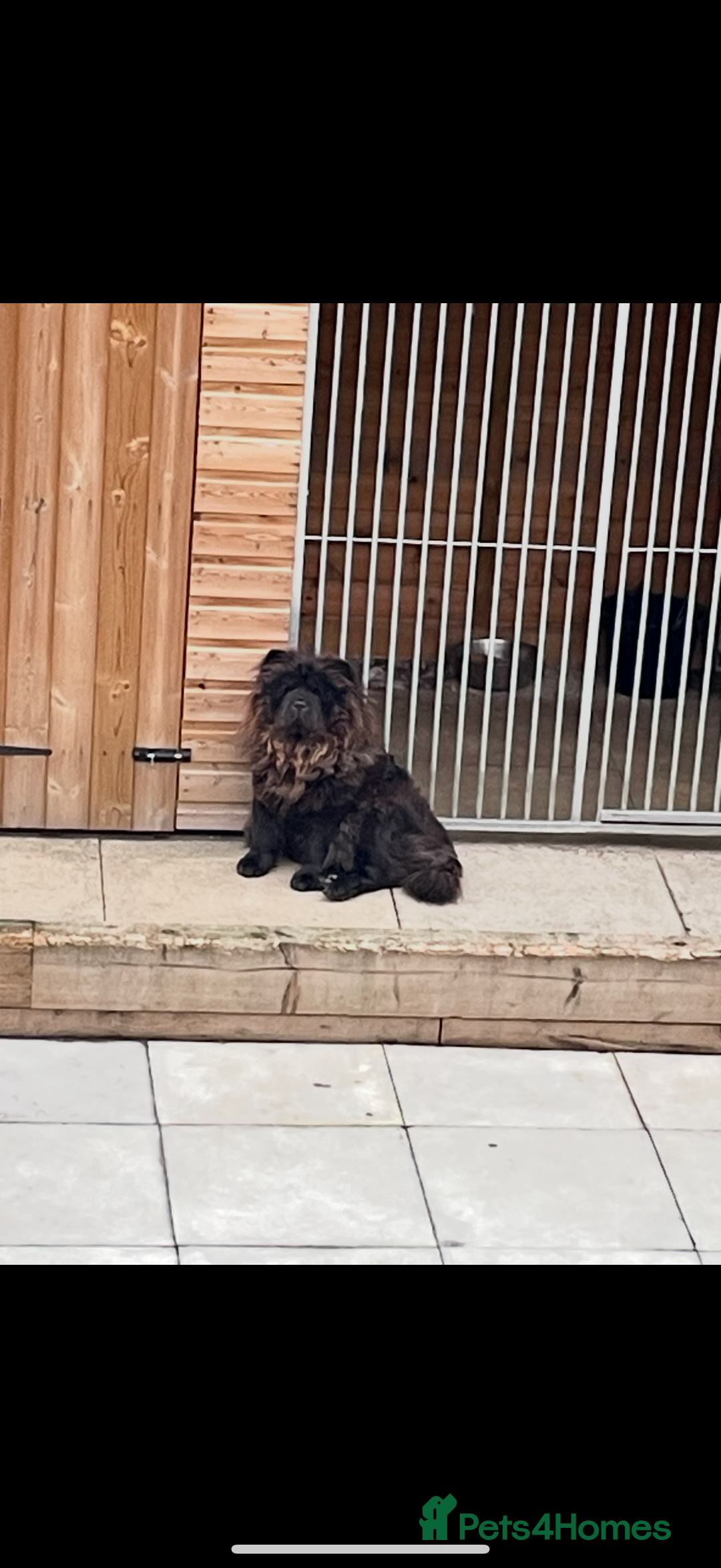 Chow Chow dogs for sale: KC reg chow chows ready to leave 24 dec! REDUCED - Advert 21