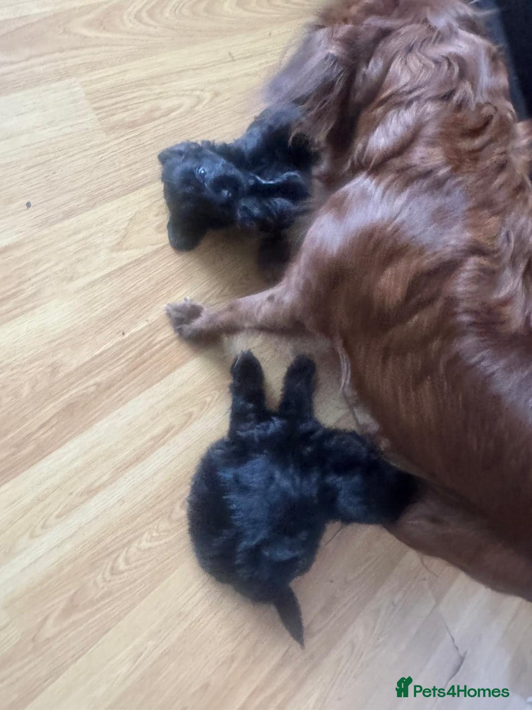 Mixed Breed dogs for sale: Pomeranian x Chihuahua puppies  - Advert 4