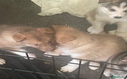 Huskita dogs for sale: Beautiful Female Huskita puppy - Image 12