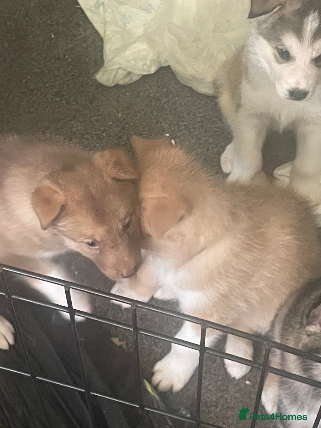 Huskita dogs for sale: Beautiful Female Huskita puppy - Image 12