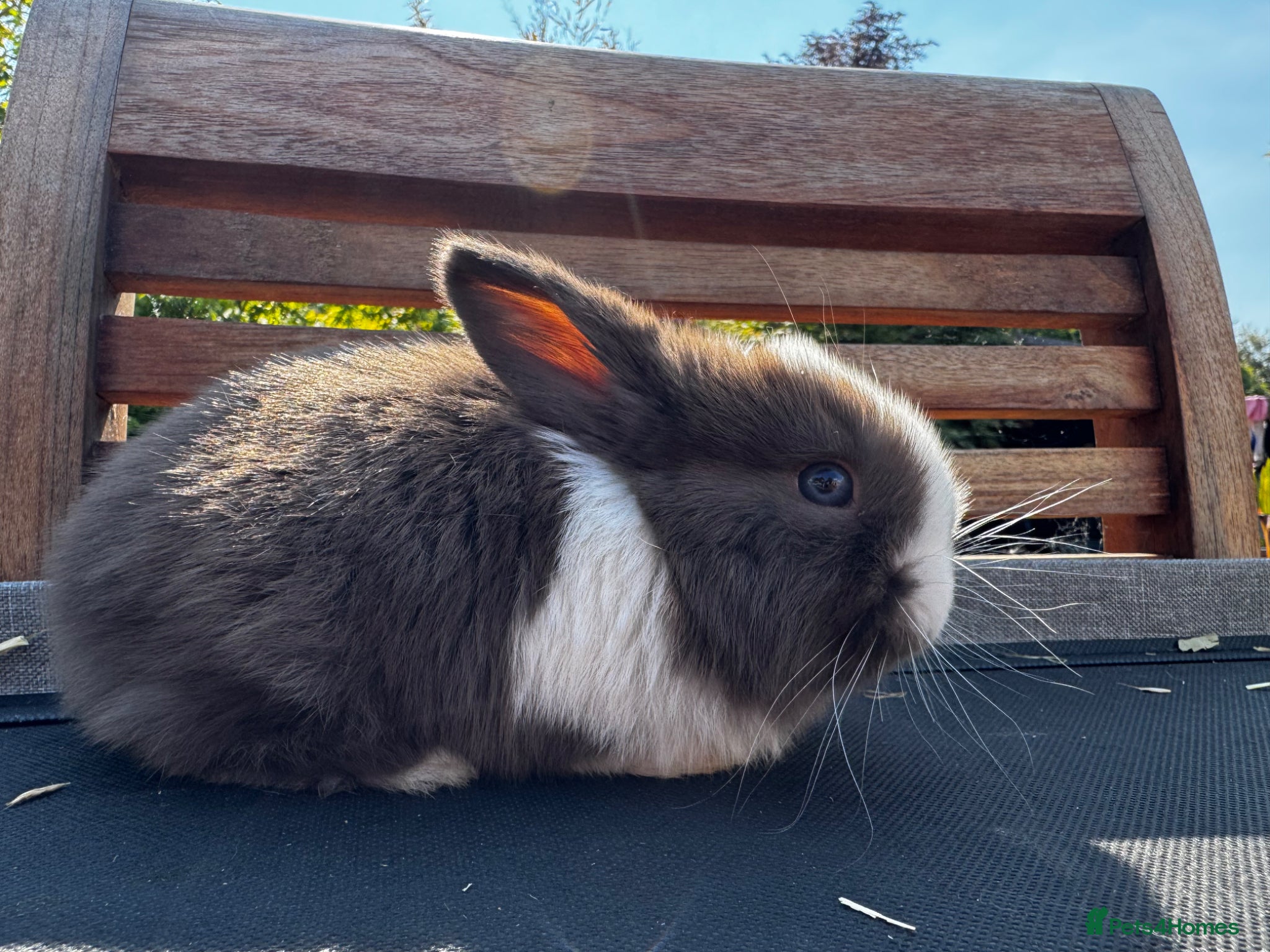 Mixed Breed rabbits Beautiful litter of 4 Holland cross mini lop.  - Advert 4