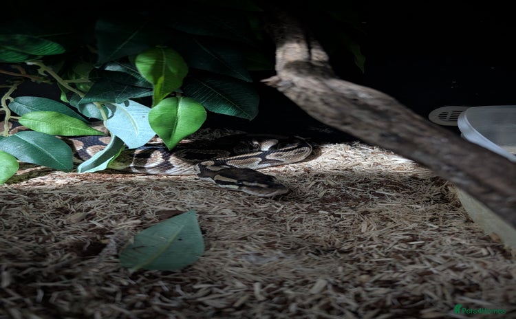 Python Snake reptiles - Advert 1