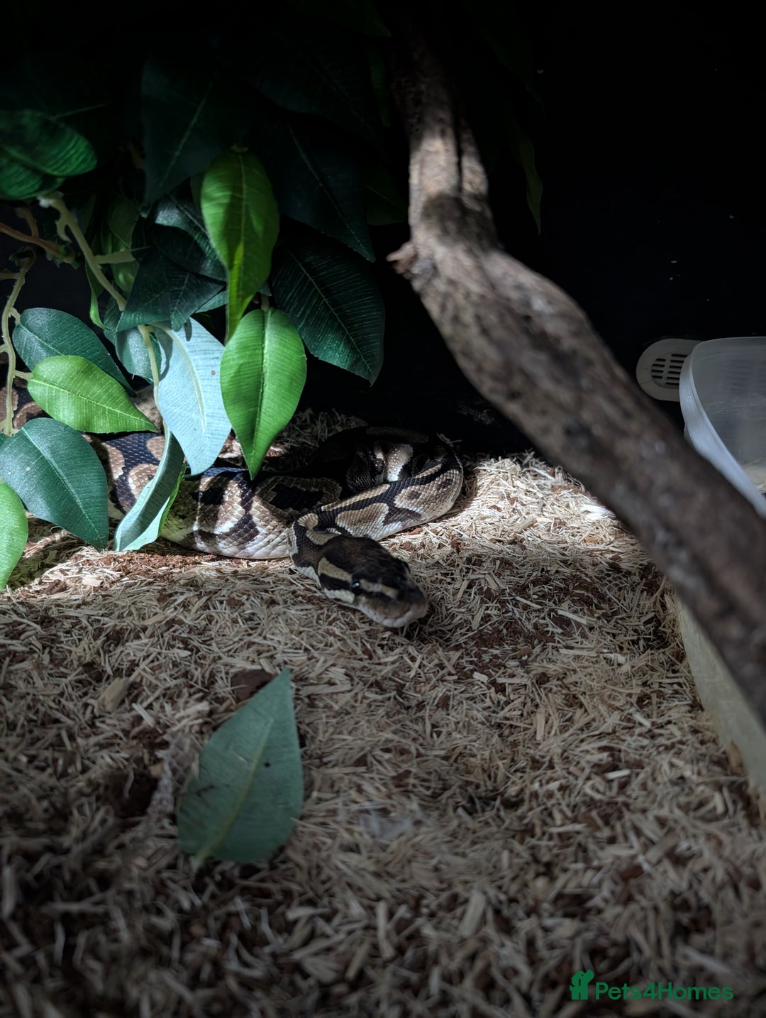 Python Snake reptiles for sale: Male royle python and enclosure  - Image 1