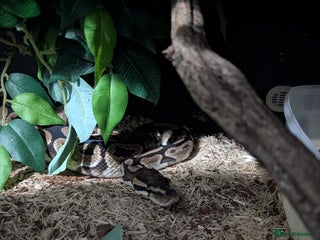 Python Snake reptiles - Advert 37