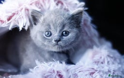 British Shorthair cats for sale: GCCF champ bloodlines Bsh - Image 11