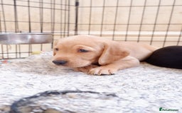 Cockerdor dogs for sale: Working Cockerdor Pups - Advert 6