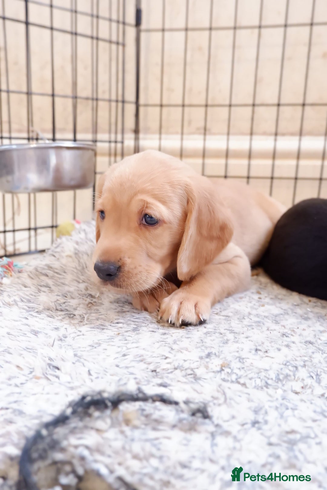 Cockerdor dogs for sale: Working Cockerdor Pups - Advert 6