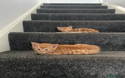 Domestic Shorthair cats for sale: One male kitten left  - Image 1