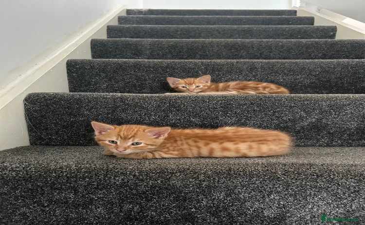 Domestic Shorthair cats - Advert 8