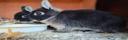 Netherland Dwarf rabbits for sale: Netherland Dwarf rabbits - Advert 6