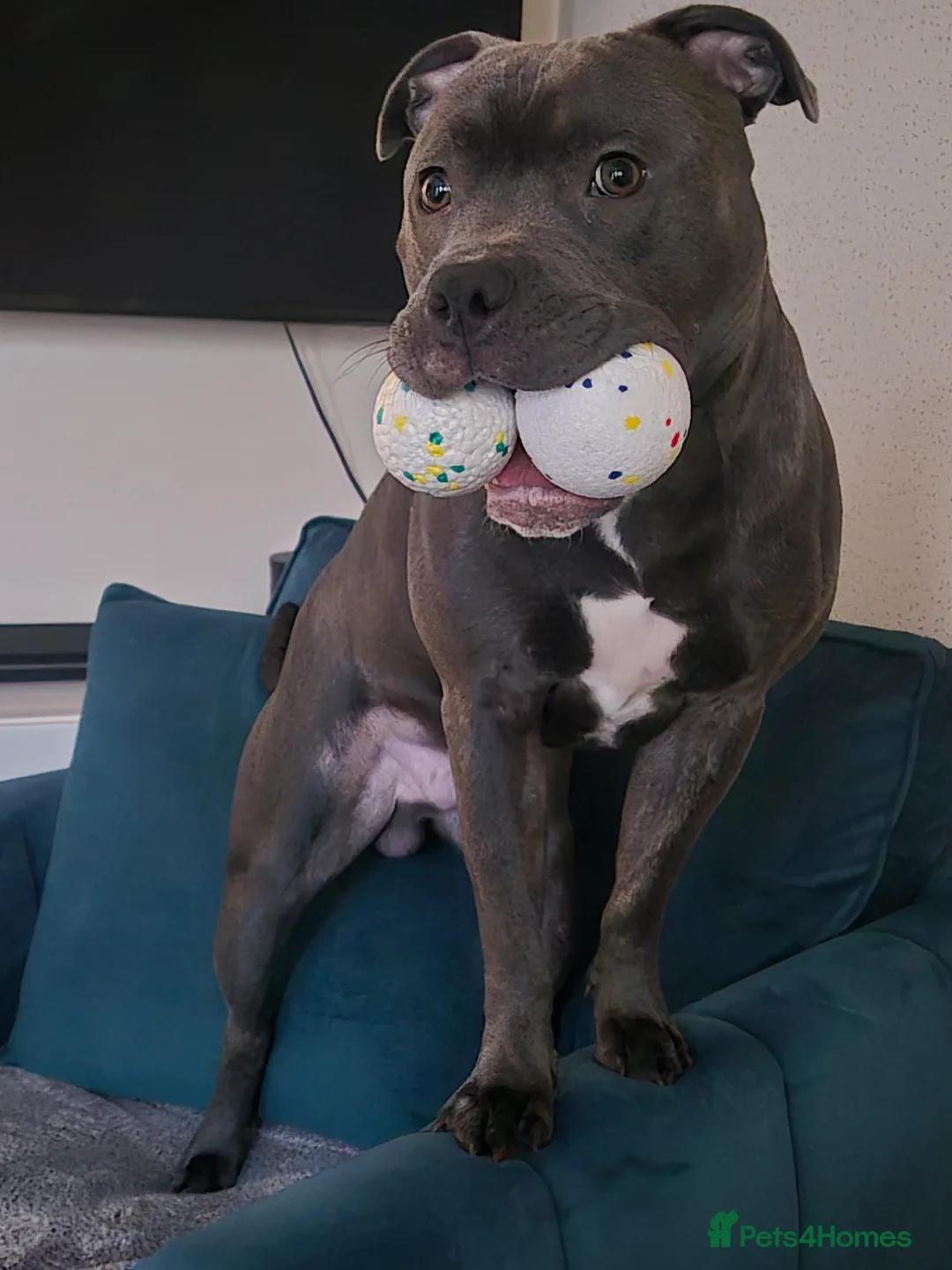 Staffordshire Bull Terrier dogs for stud: Breeding  in London - Advert 2