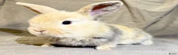 Mixed Breed rabbits for sale: 3 Mini Lop cross babies - Advert 7