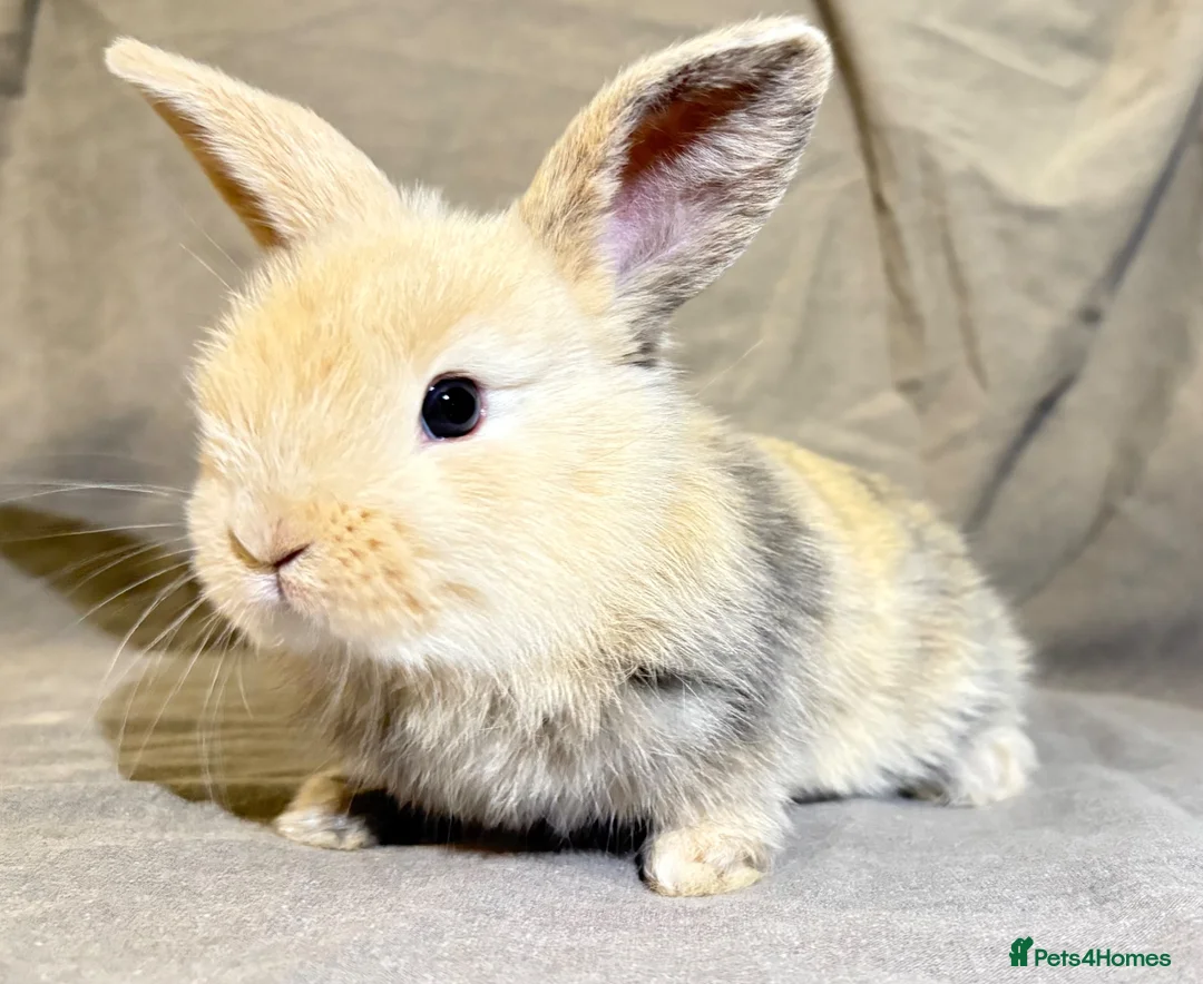 Mixed Breed rabbits for sale: 3 Mini Lop cross babies - Advert 7