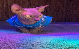 Sphynx cats for sale: Beautiful blue boy  - Image 6