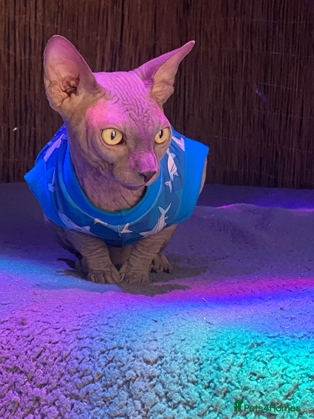 Sphynx cats for sale: Beautiful blue boy  - Image 6