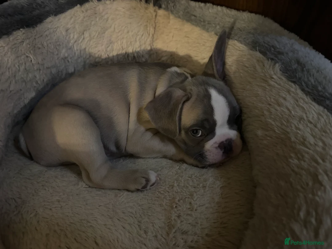 French Bulldog dogs for sale: DWKC Registered Puppies – Health Tested  - Advert 37