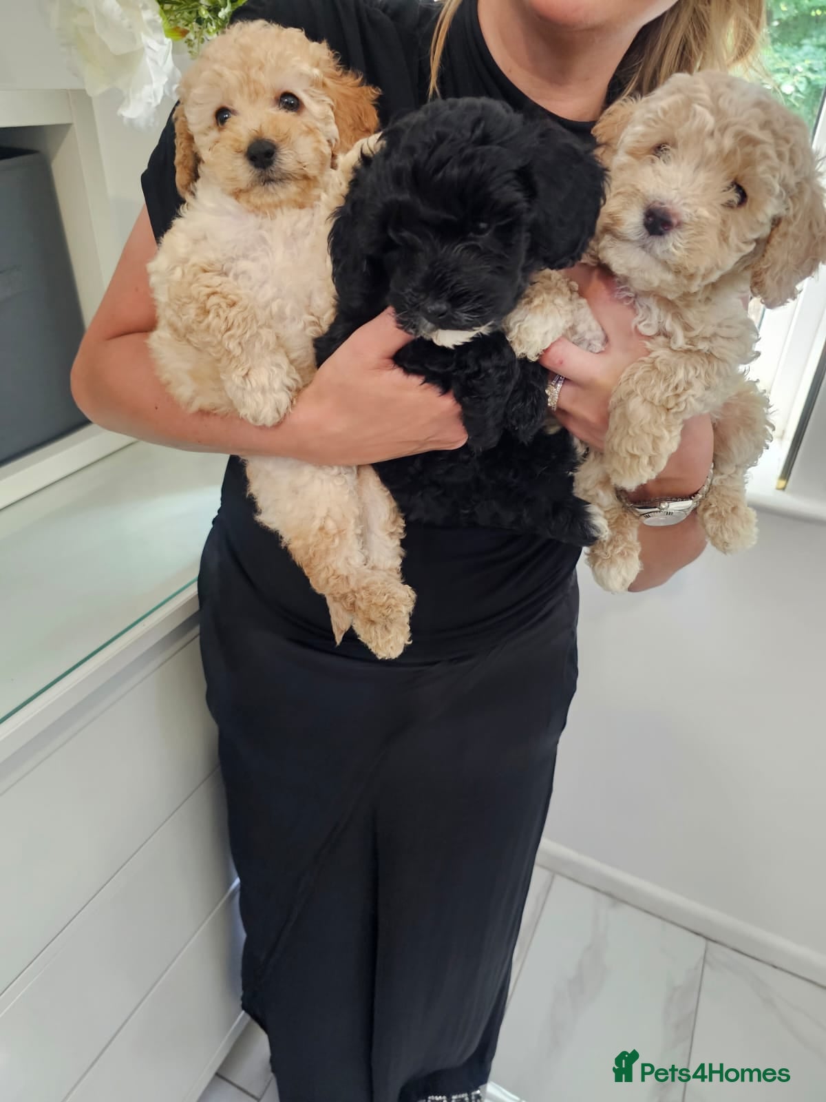 Mixed Breed dogs 🐾✨ Beautiful F2 Cockapoo Puppies Ready £995 ✨🐾  - Advert 1