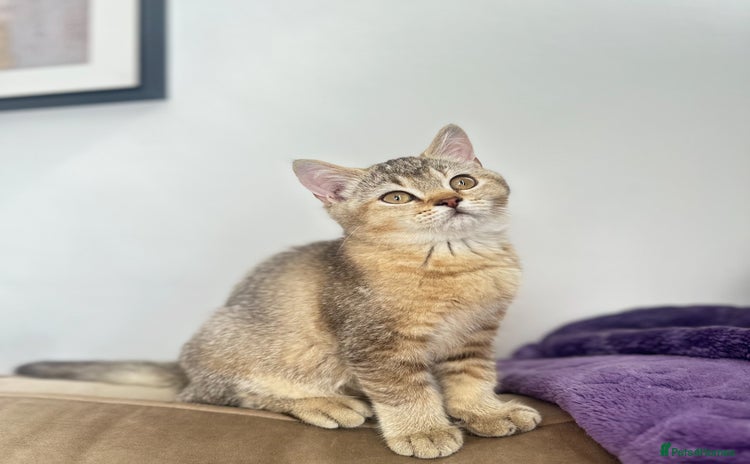 British Shorthair cats in London - Advert 13