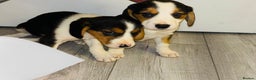 Beagle dogs for sale: Beagle Puppies - Advert 6