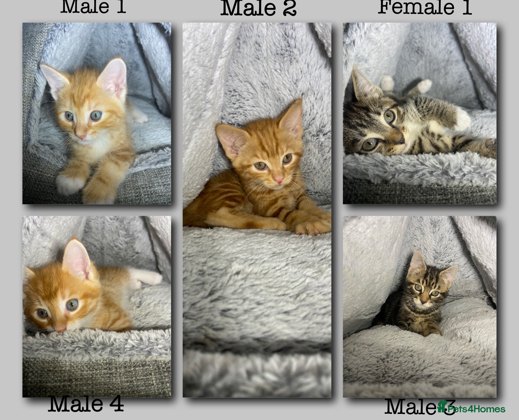 Mixed Breed cats Cute kittens ready for their forever home 🏡  - Advert 1