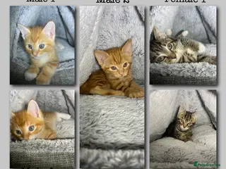 Mixed Breed cats Cute kittens ready for their forever home 🏡 - Advert 1