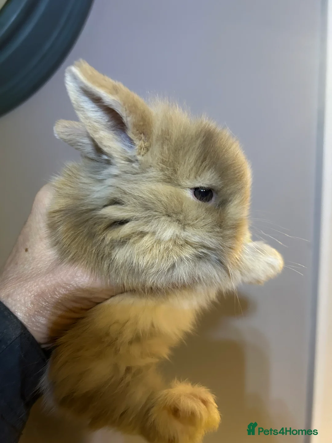 Mini Lop rabbits for sale: Beautiful baby mini lop bunnies  - Advert 1