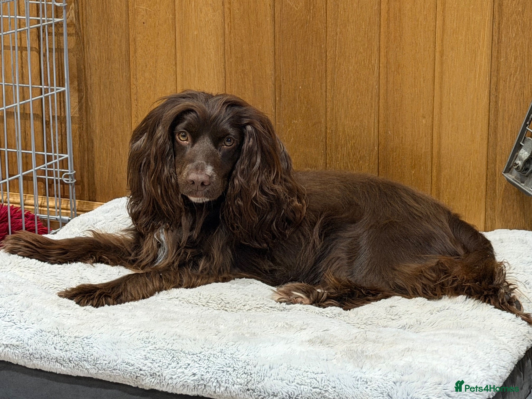 Cocker Spaniel dogs Scottish Working Cocker Spaniels  - Advert 1
