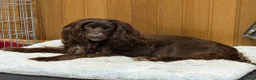 Cocker Spaniel dogs for sale: Scottish Working Cocker Spaniels  - Advert 1