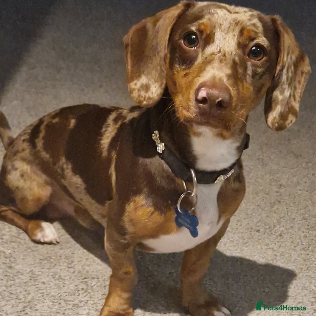 Dachshund dogs for stud: Daushound available for stud.  - Advert 7