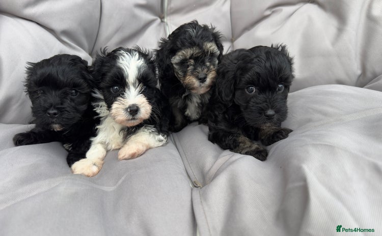 Yorkiepoo dogs - Advert 1